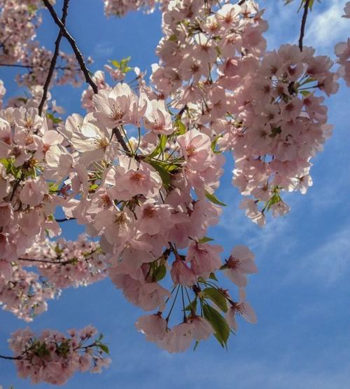 Cherry Tree