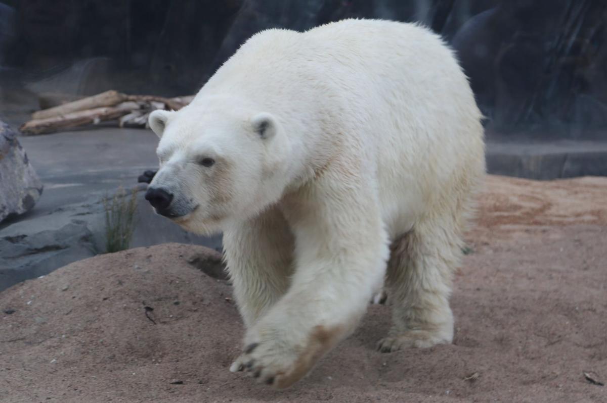 2017-Zoofari-091.JPG