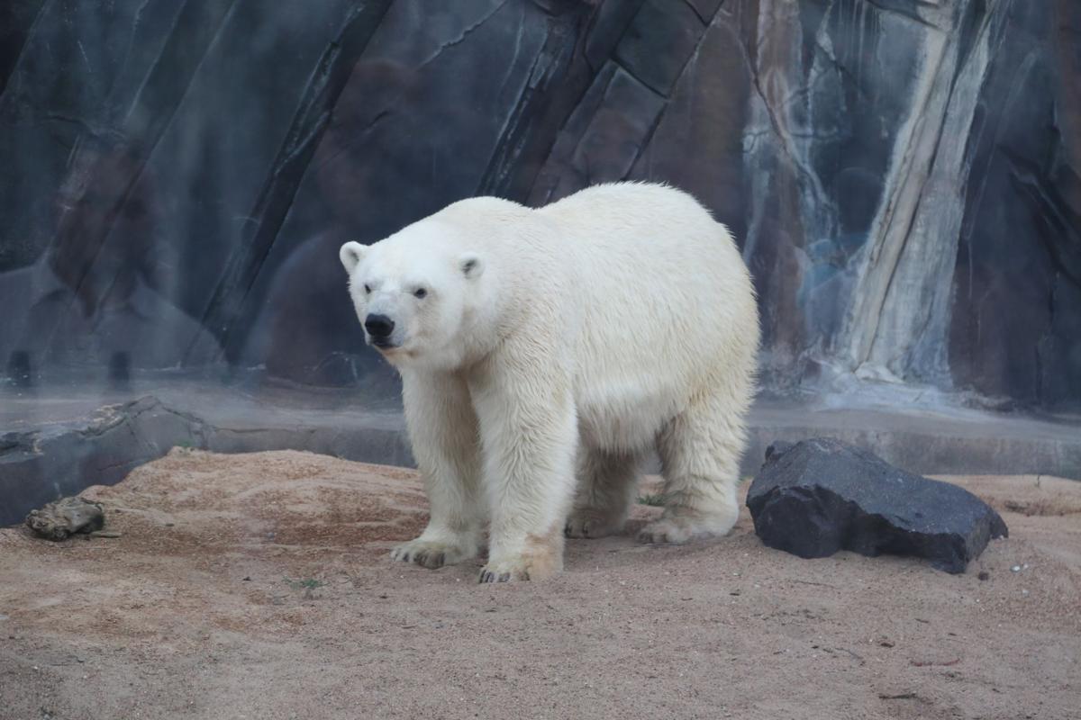2017-Zoofari-088.JPG