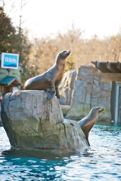 SaintLouisZoo