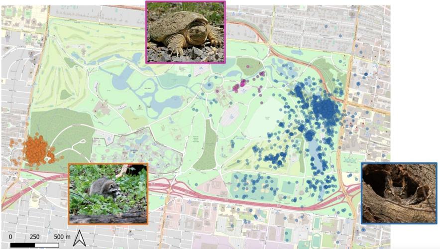 How GPS tracking is helping expand our understanding of Forest Park