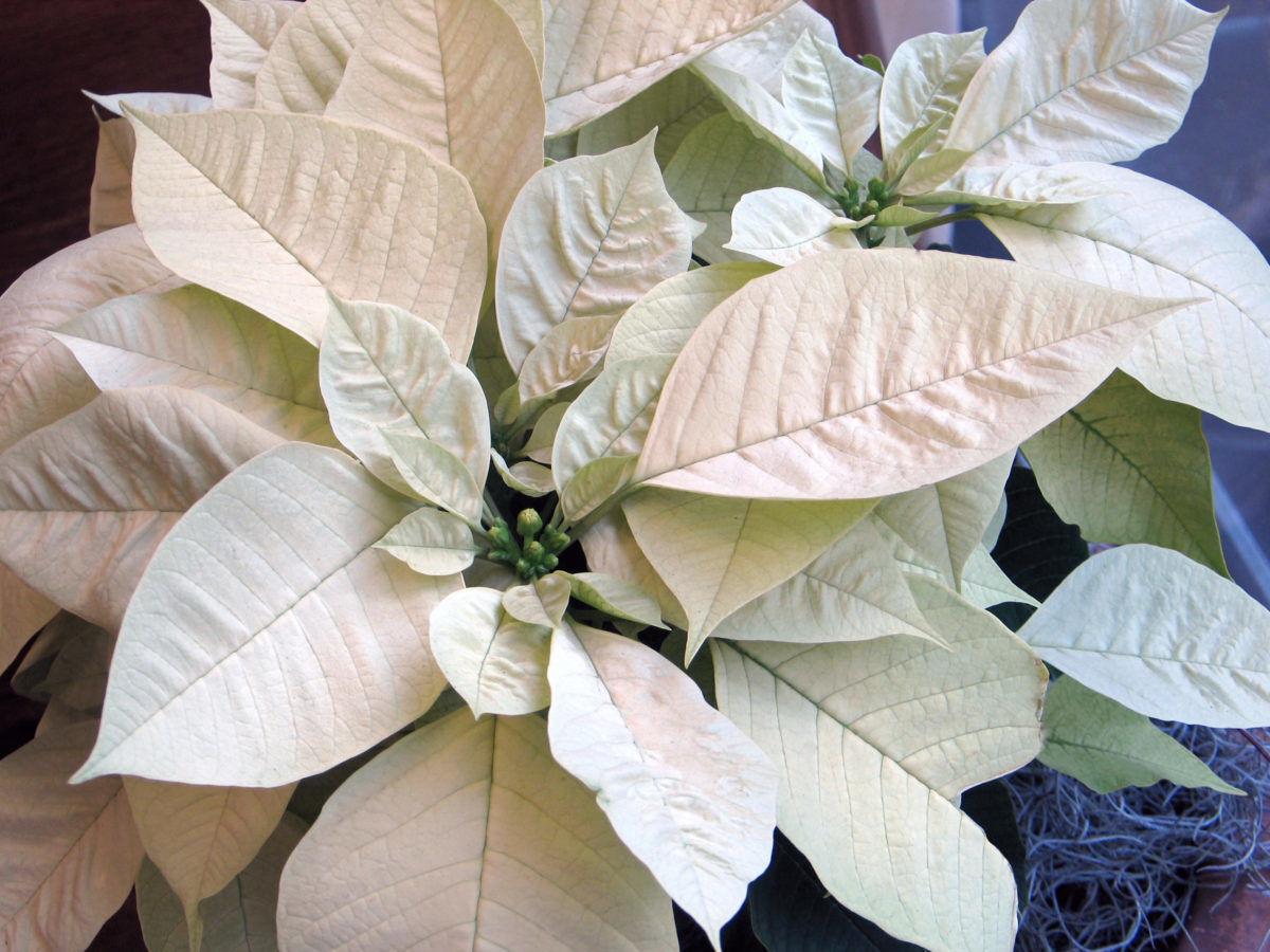 Traditional Christmas Flower