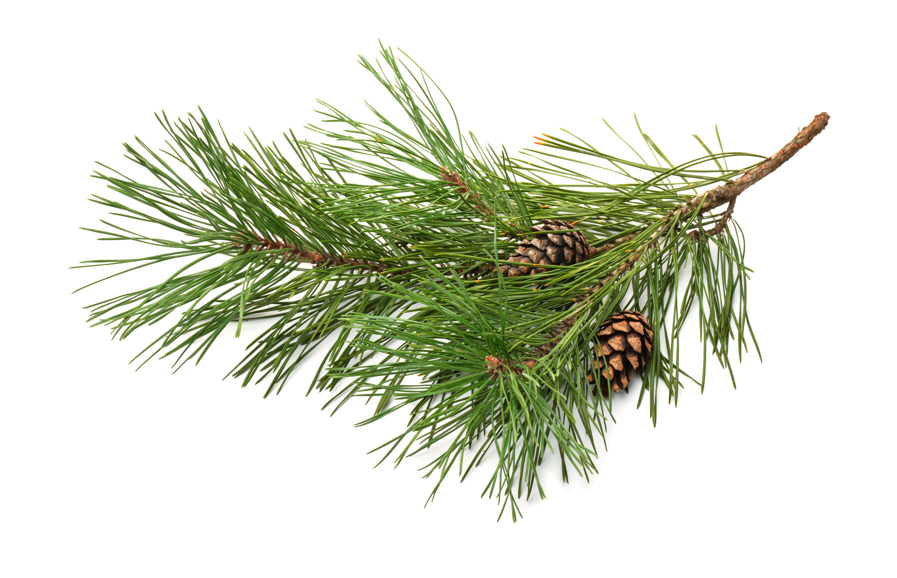 Evergreen and conifer trees to spruce up your outdoor space