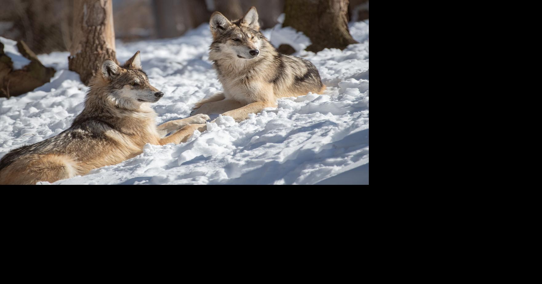 The Endangered Wolf Center connects St. Louisans with nature
