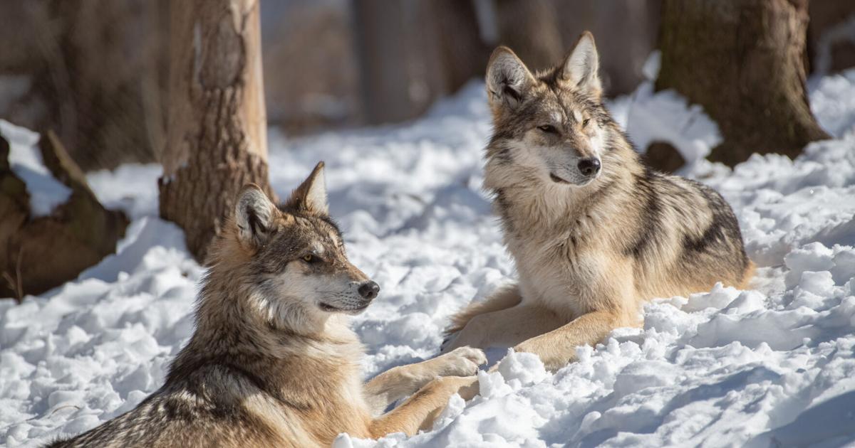 The Endangered Wolf Center connects St. Louisans with nature