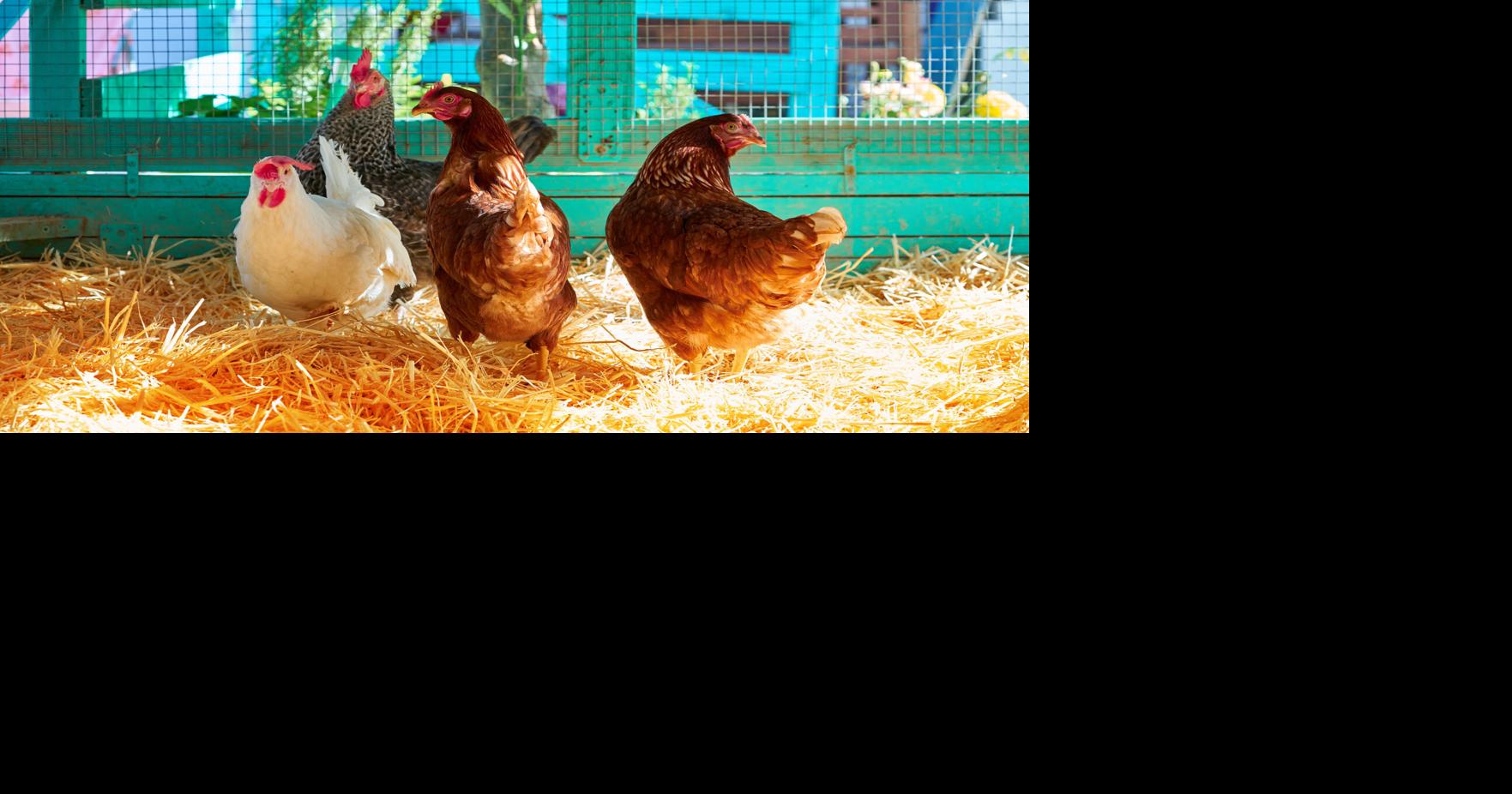 Want to raise chickens in your backyard? We have some eggs-pert advice