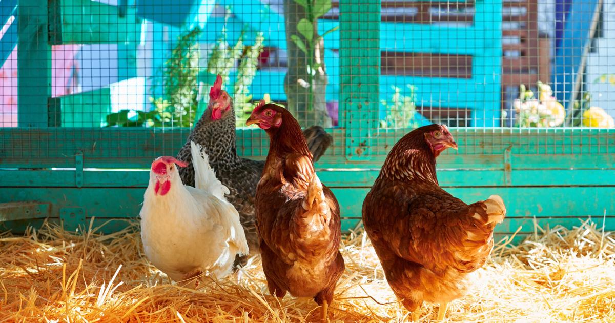 Want to raise chickens in your backyard? We have some eggs-pert advice