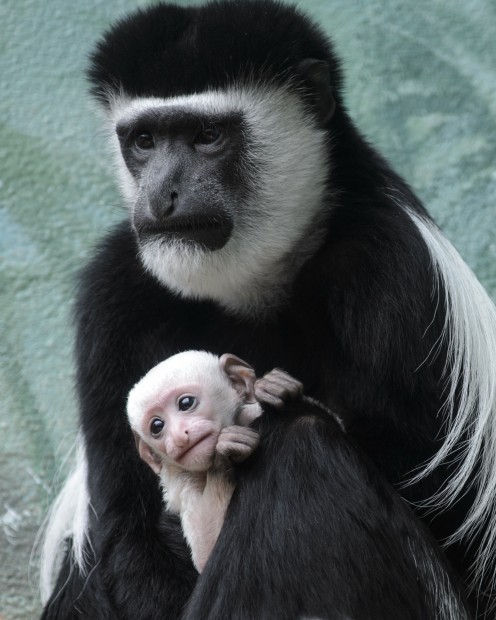 monkey