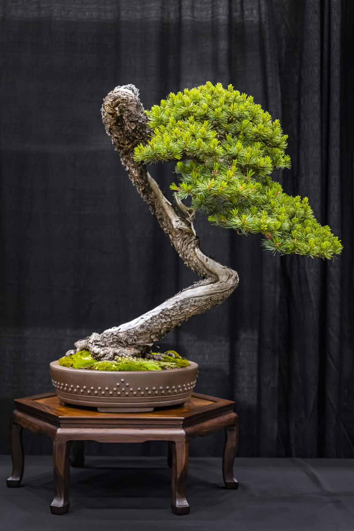 What to know about houseplants' most sophisticated specimens