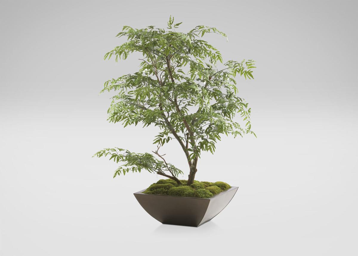 plant Ethan Allen.jpg