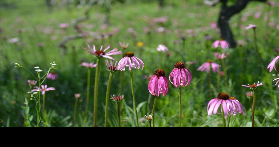 Where to Gather Missouri Wildflowers This Autumn