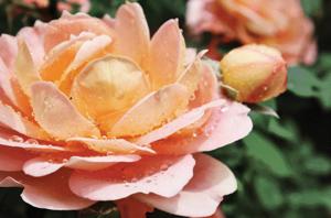 Flower_CMYK.jpg