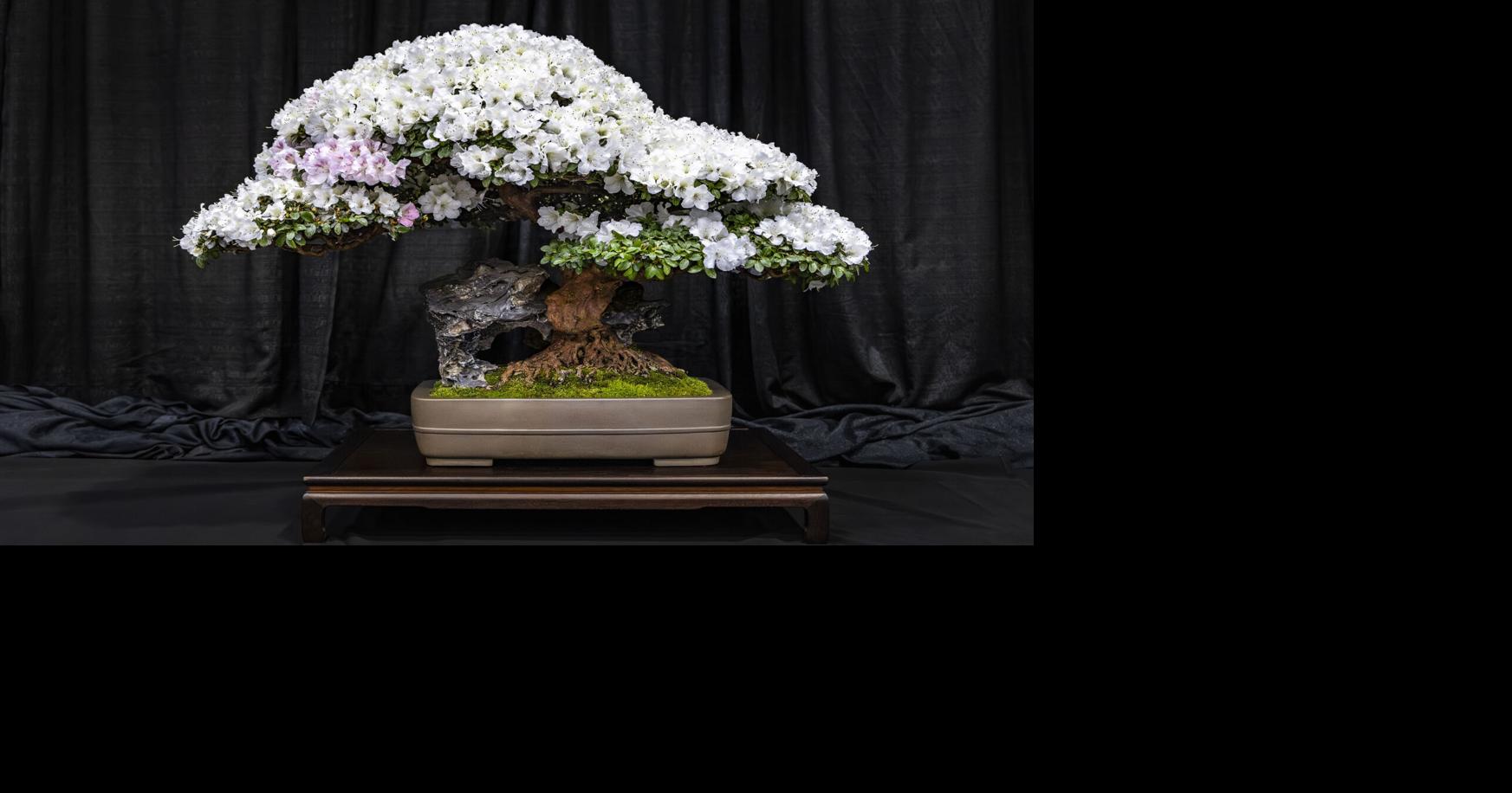 fraxinus bonsai Afghan Ash (Fraxinus hubeiensis) 6" pot  Allshapes Bonsai