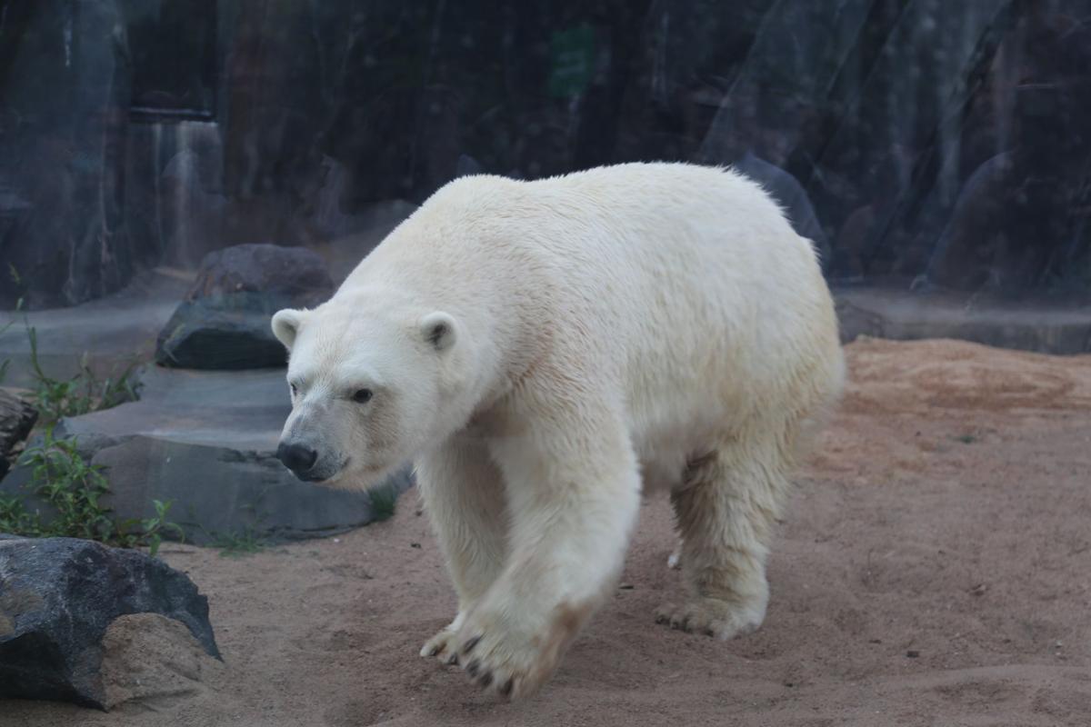 2017-Zoofari-093.JPG