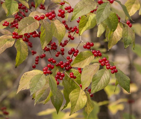 Landscape: Berry Merry