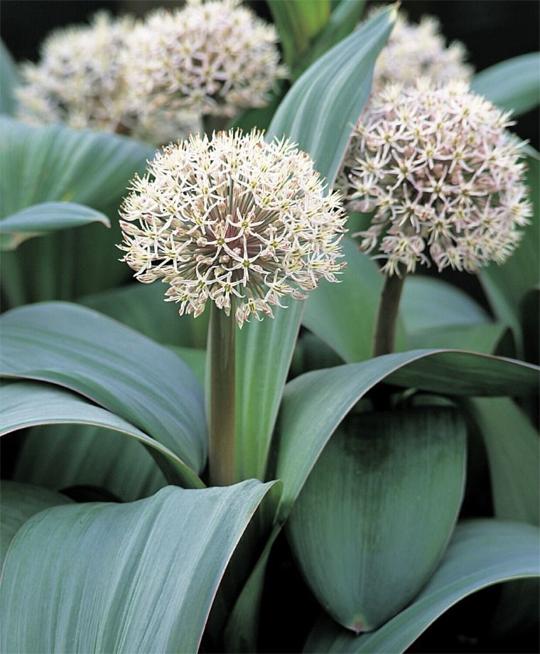 Landscape: Ornamental Onions – Oh, My! | Home | laduenews.com