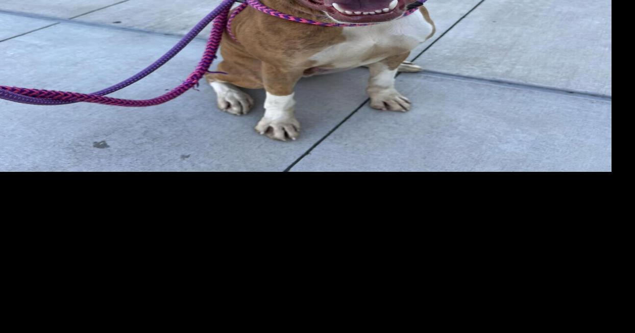 More than 20 dogs rescued – local shelters need your help