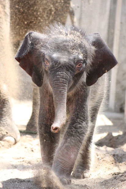 Saint Louis Zoo Elephant