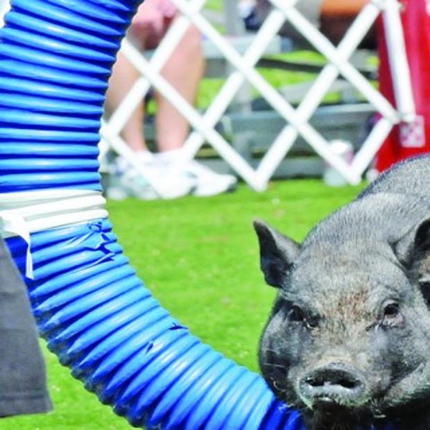 Purina Farms Special Features Laduenews Com