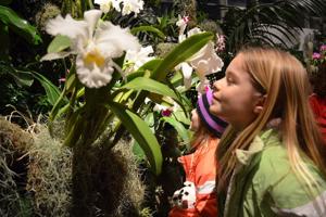 Missouri-Botanical-Garden-Orchid-Show.jpg