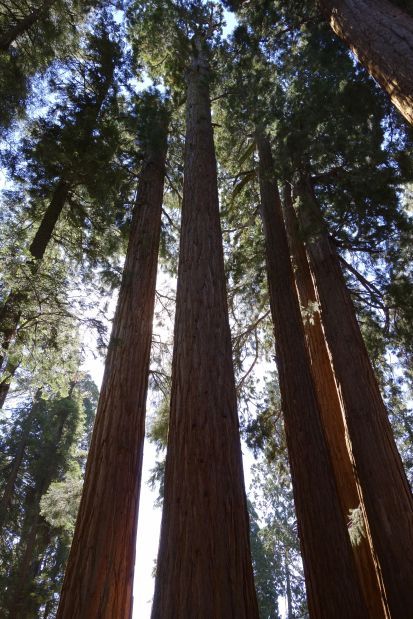 Sequoias...The Kings of the Forest | | laduenews.com