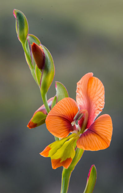 Gladiolus alatus