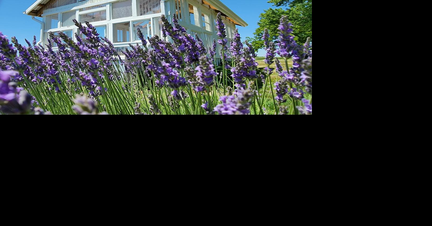 Pick your own lavender at Tenderloin Farms Lavender in Illinois