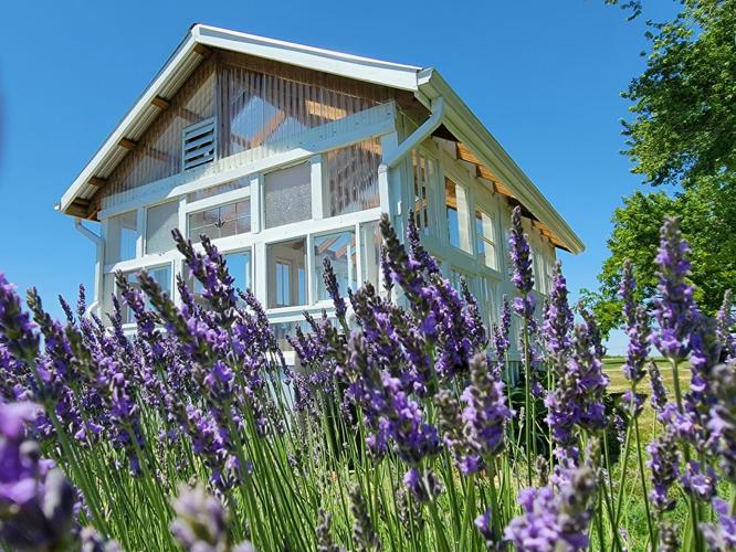 Pick your own lavender at Tenderloin Farms Lavender in Illinois