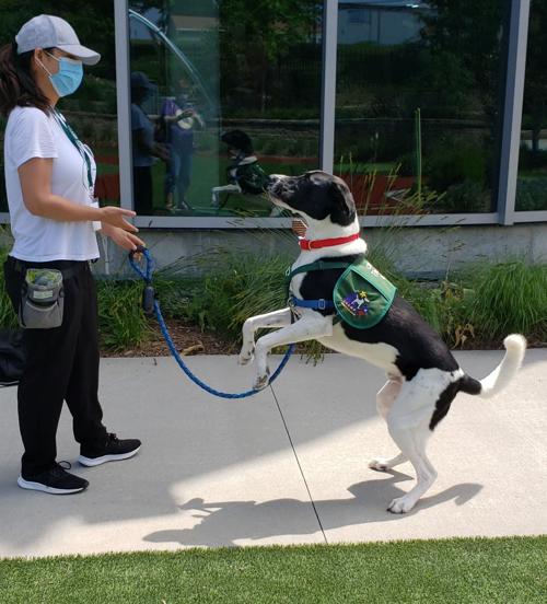 CHAMP Dog cropped.jpg