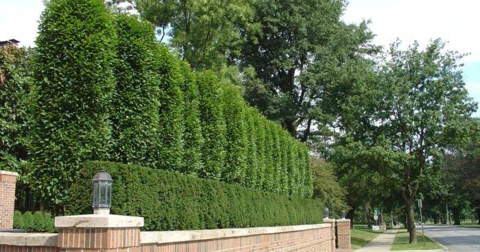 Landscaping tips and best practices for a low-maintenance lawn Landscaping tips and best practices for a low-maintenance lawn