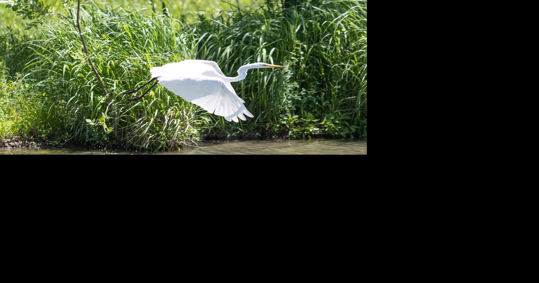 Forest Park’s recently completed East Waterways project improves water quality for visitors, wildlife
