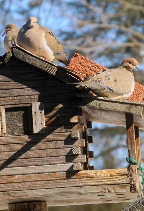 Elusive Birds Mourning Doves We See Resting Scrounging And