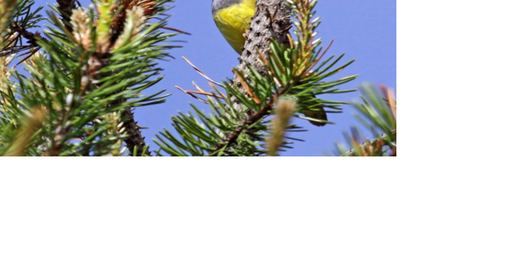 DNR, partners take emergency actions to save disappearing songbird - Vimarsana News