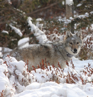 DNR releases wolf number estimate for 2021-22