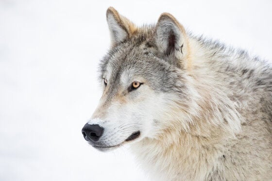 Trump order begins new effort to remove federal protections for gray wolves