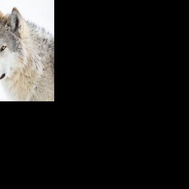 Trump order begins new effort to remove federal protections for gray wolves