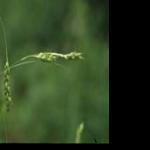 I-41 expansion could threaten rare plant in Outagamie County - Vimarsana News