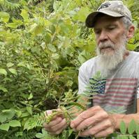 Volunteer rediscovers rare plant not seen in state for over 100 years