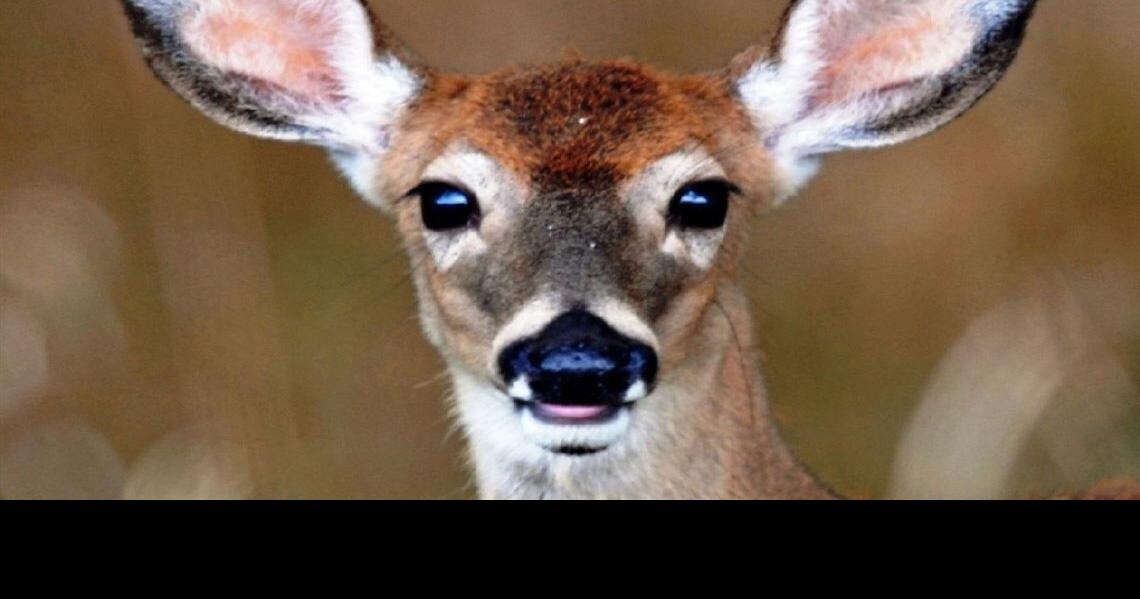 Bonus Antlerless Deer Harvest Authorizations On Sale In August Sports