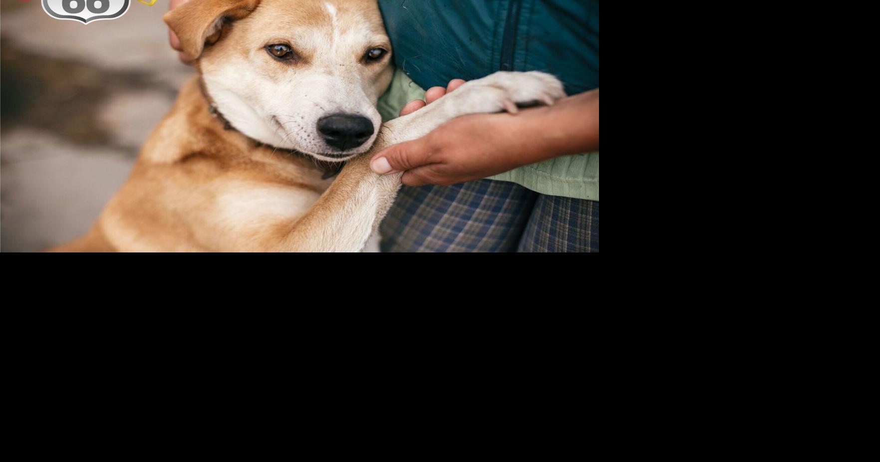 ZYMOX® Helps Over 1,200 Pets Find Forever Homes During 17th Annual "Get Your Licks on Route 66®" Pet Adoption Tour