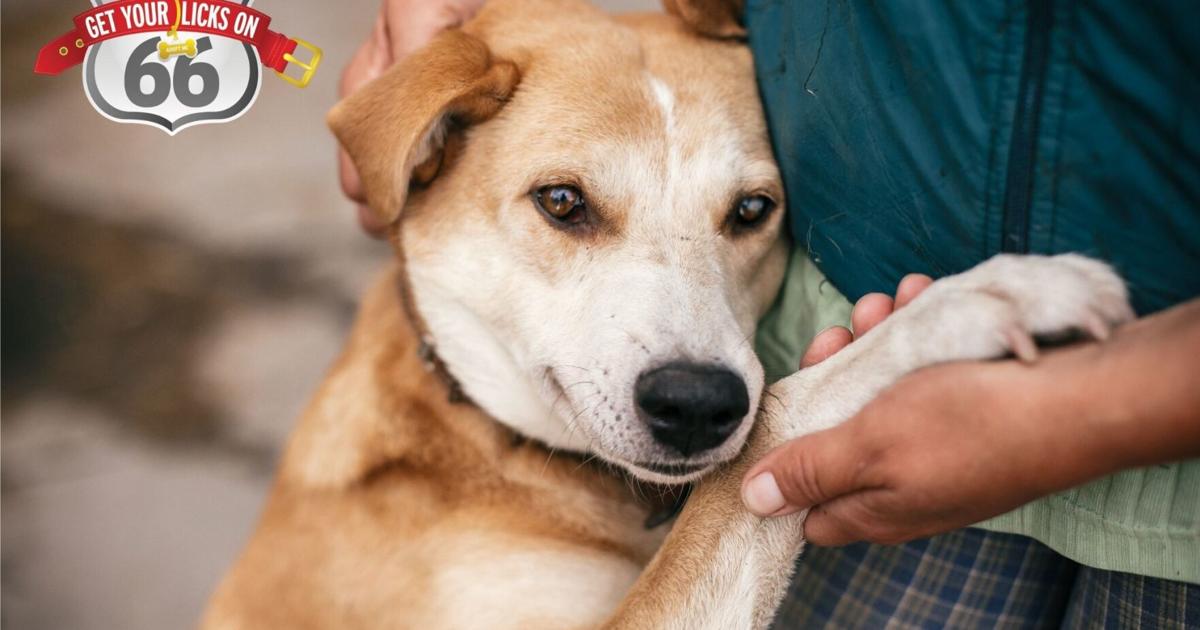 ZYMOX® Helps Over 1,200 Pets Find Forever Homes During 17th Annual "Get Your Licks on Route 66®" Pet Adoption Tour