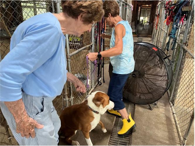 HOPE for Animals an animal rescue service that goes beyond just saving