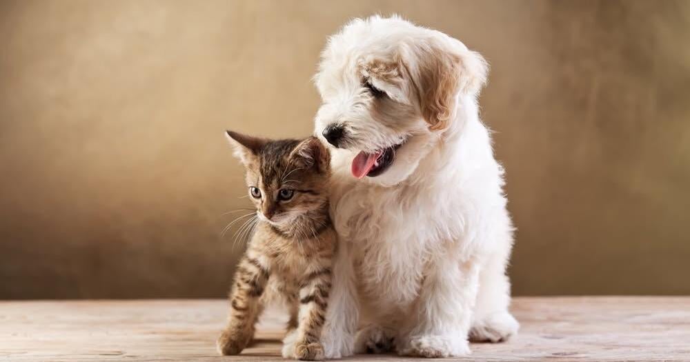 Acadian Animal Hospital in Thibodaux to permanently close on July 31