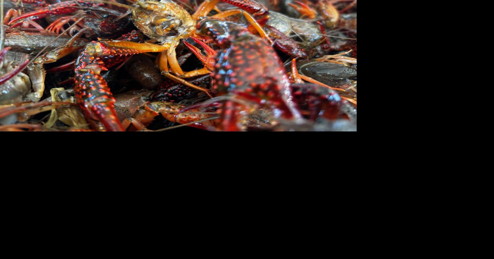 Crawfish Industry facing labor shortage due to immigration caps