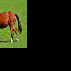At least 20 Louisiana horse deaths tied to contaminated feed | Medicine