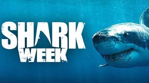 New & Revised Sharks: Celebrate Shark Week with the Ocean's Apex