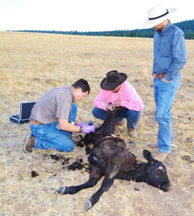 Calf killed by wolves
