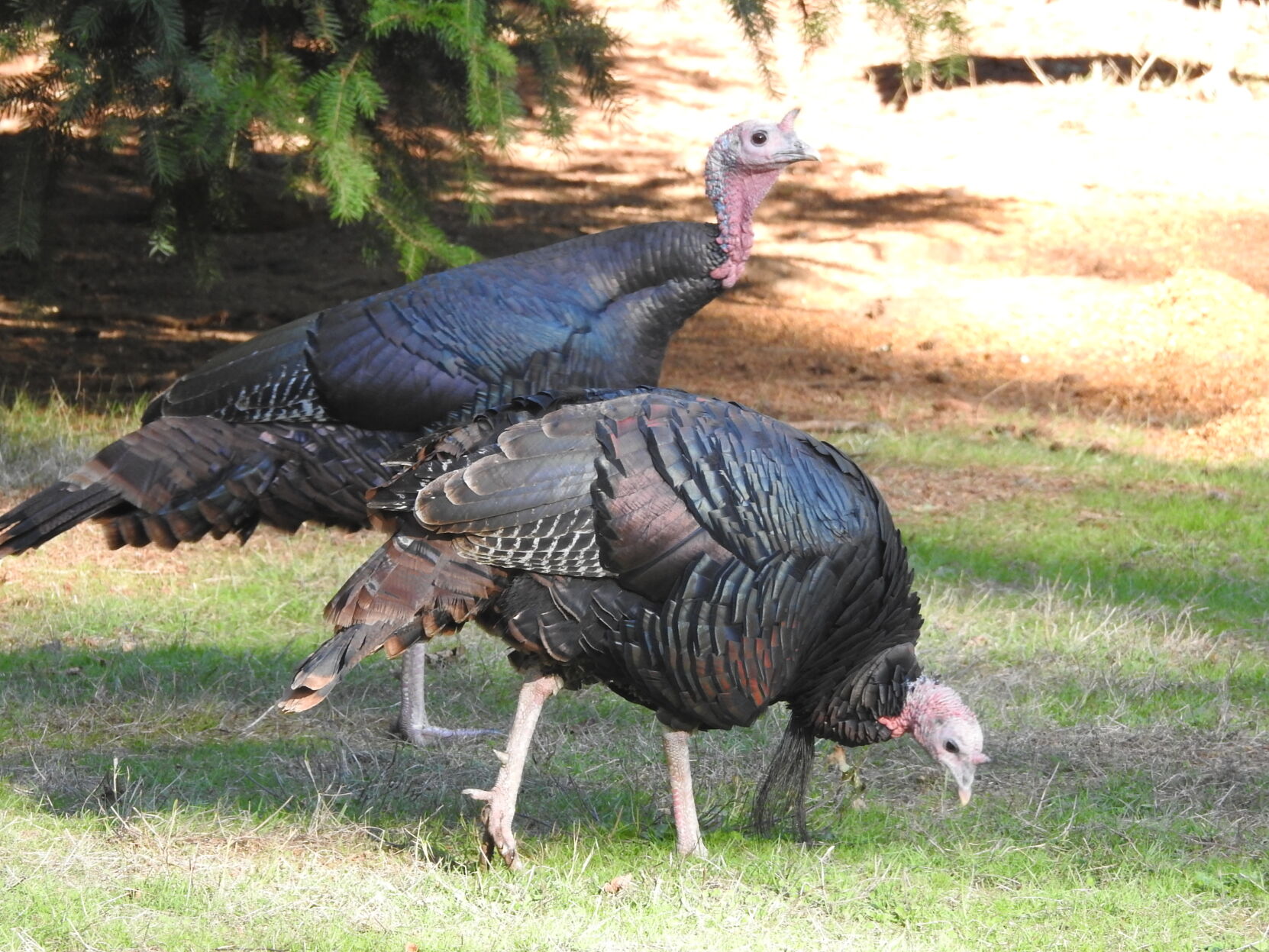 turkey feathers minute to win it printable