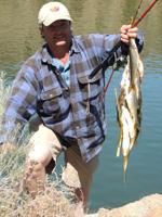 Anglers can earn more by catching northern pikeminnows