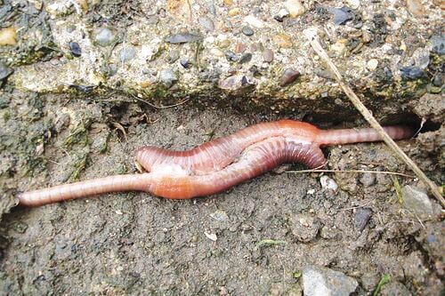 Iowa Department of Natural Resources - What do you call it - worm or  nightcrawler?